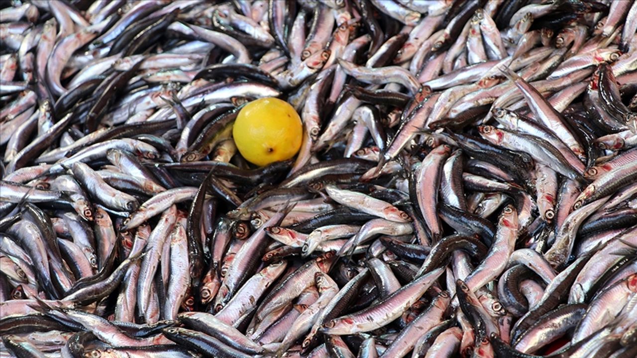 Hamsi Fiyatı 40 Liraya Düştü! Vatandaşlar Balıklara Hücum Etti