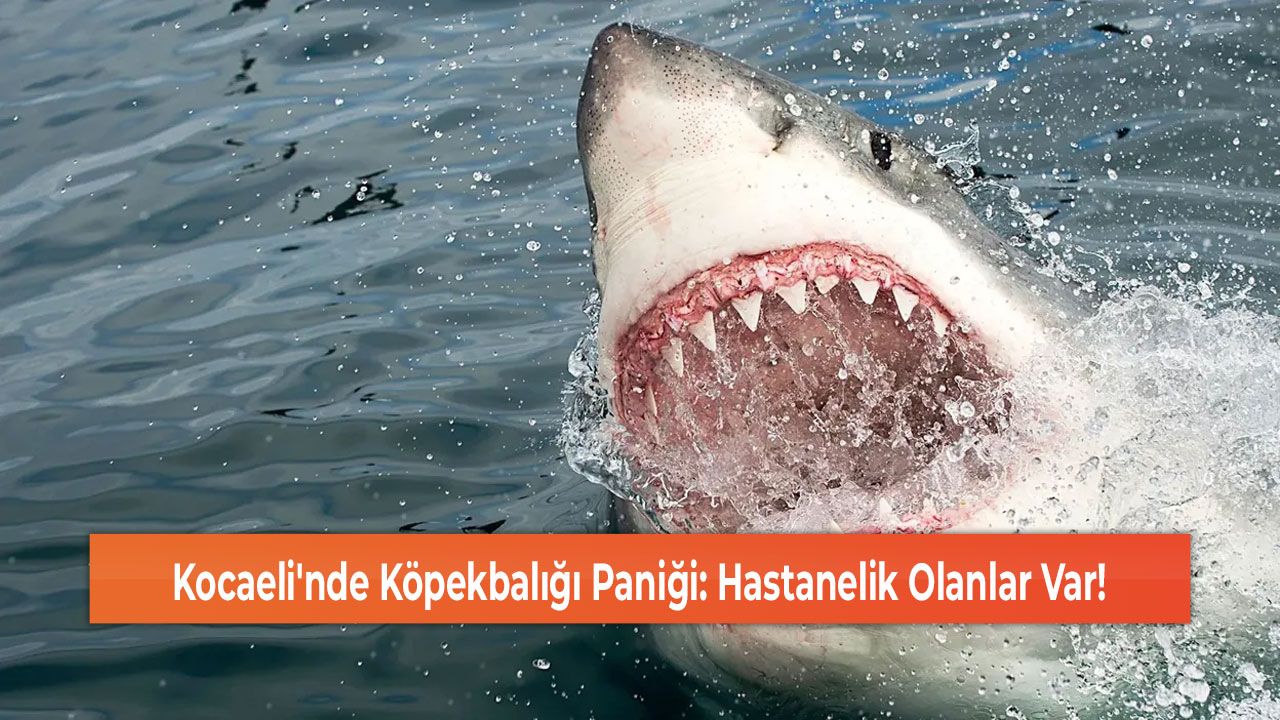 Kocaeli'nde Köpekbalığı Paniği: Hastanelik Olanlar Var