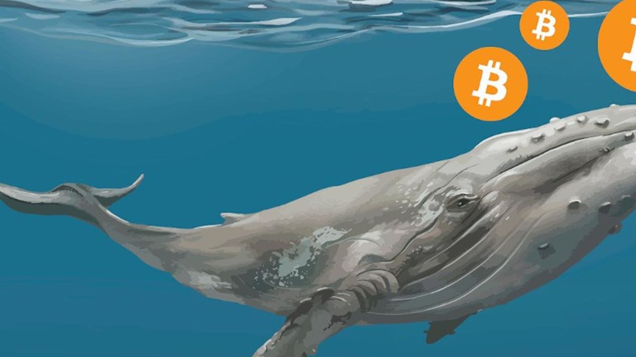 Bitcoin Balinalarından Büyük Hamle: 10 Günde 20.000 BTC Alımı