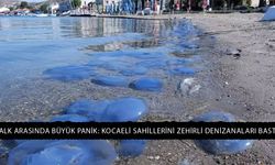 Halk Arasında Büyük Panik: Kocaeli Sahillerini Zehirli Denizanaları Bastı!