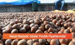 Hasat Başladı: Gözler Fındık Fiyatlarında!