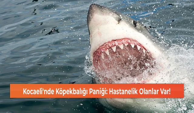 Kocaeli'nde Köpekbalığı Paniği: Hastanelik Olanlar Var