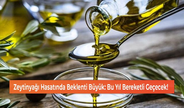 Zeytinyağı Hasatında Beklenti Büyük: Bu Yıl Bereketli Geçecek!