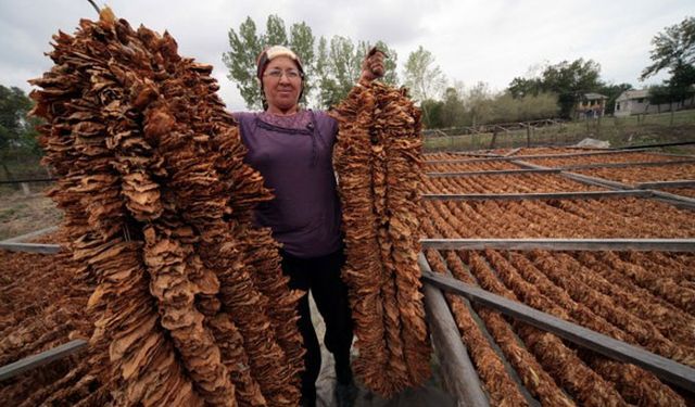 Tütün Üreticileri Artan Maliyetlerle Mücadele Ediyor