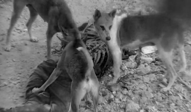 Gazze’de İnsanlık Dramı Derinleşiyor: Köpekler Cenazeleri Parçalıyor