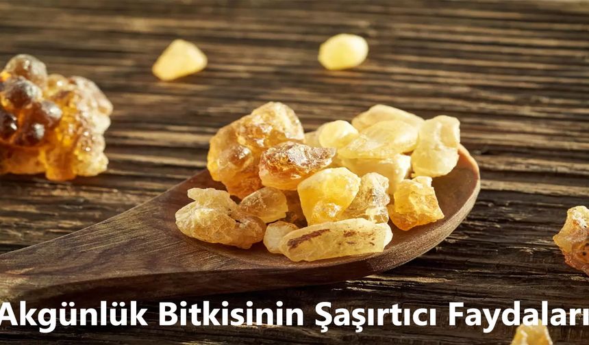 Akgünlük Bitkisinin Şaşırtıcı Faydaları: Sağlığınıza Nasıl Katkı Sağlar?