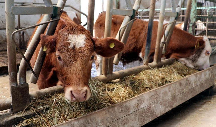 Hayvancılık Destek Ödemeleri İçin Başvuru Süreci Başladı